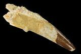 Bargain, Spinosaurus Tooth - Kem Kem Beds #160010-1